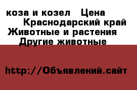 коза и козел › Цена ­ 12 000 - Краснодарский край Животные и растения » Другие животные   